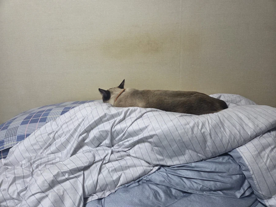 여기 잠자는 고양이 사진 좋아하는 사람들 많음?_6.webp