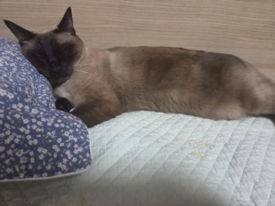 여기 잠자는 고양이 사진 좋아하는 사람들 많음?_11.webp