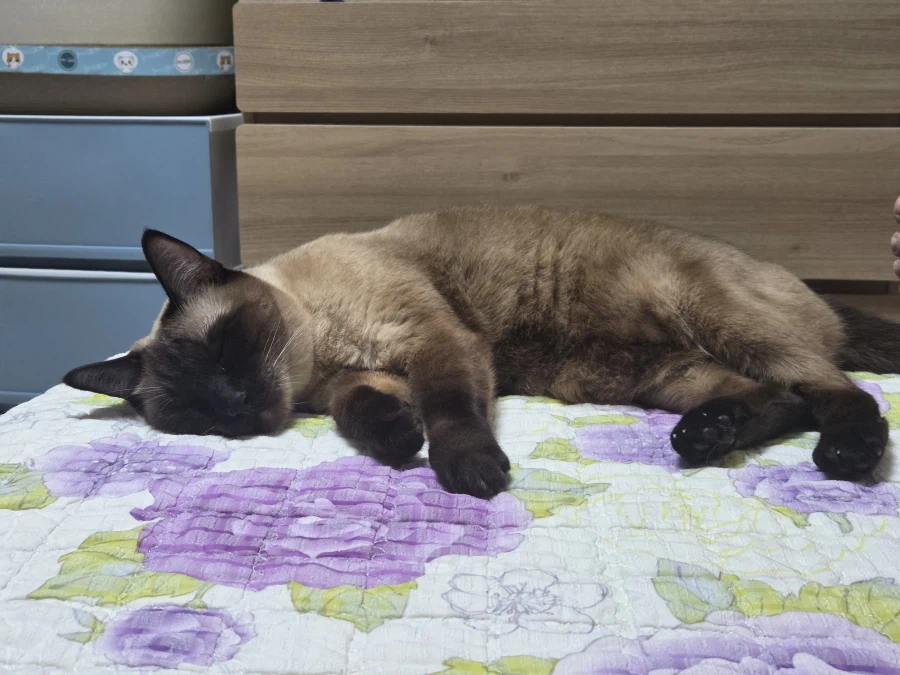 여기 잠자는 고양이 사진 좋아하는 사람들 많음?_13.webp