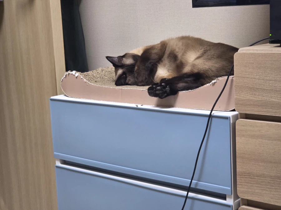 여기 잠자는 고양이 사진 좋아하는 사람들 많음?_16.webp