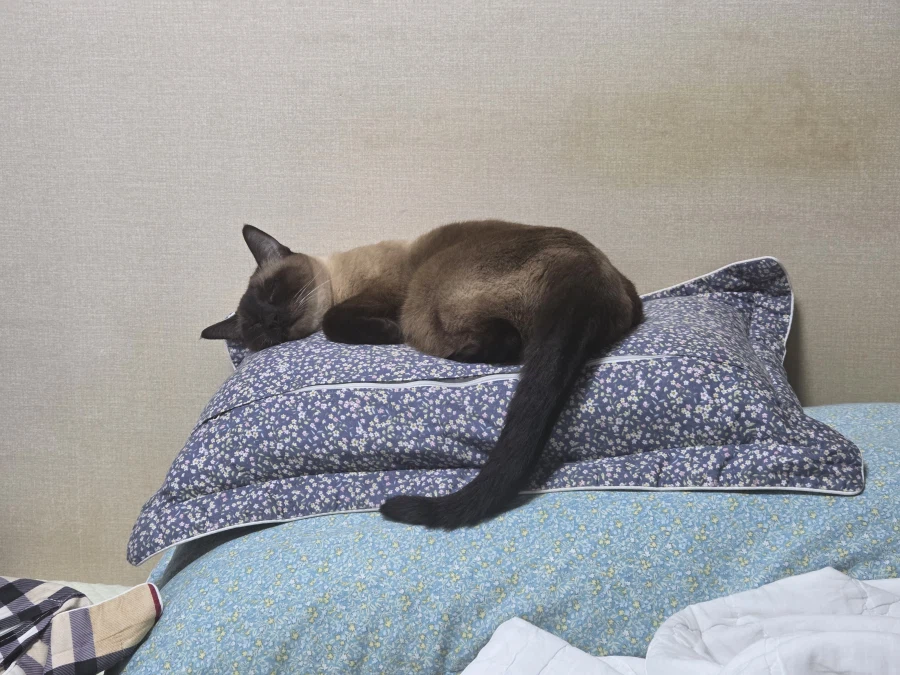 여기 잠자는 고양이 사진 좋아하는 사람들 많음?_12.webp