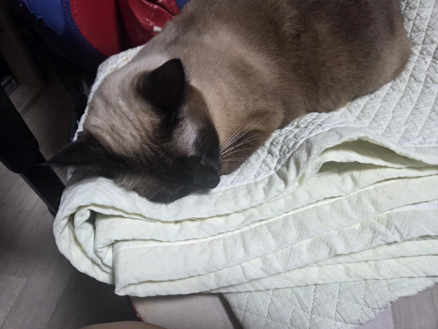 여기 잠자는 고양이 사진 좋아하는 사람들 많음?_10.webp