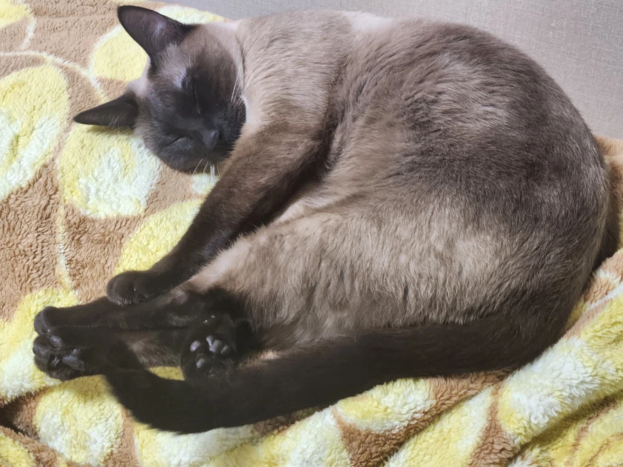 여기 잠자는 고양이 사진 좋아하는 사람들 많음?_19.webp