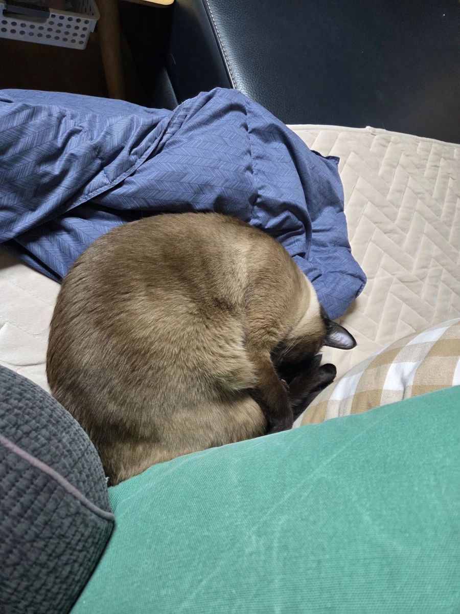 여기 잠자는 고양이 사진 좋아하는 사람들 많음?_18.webp