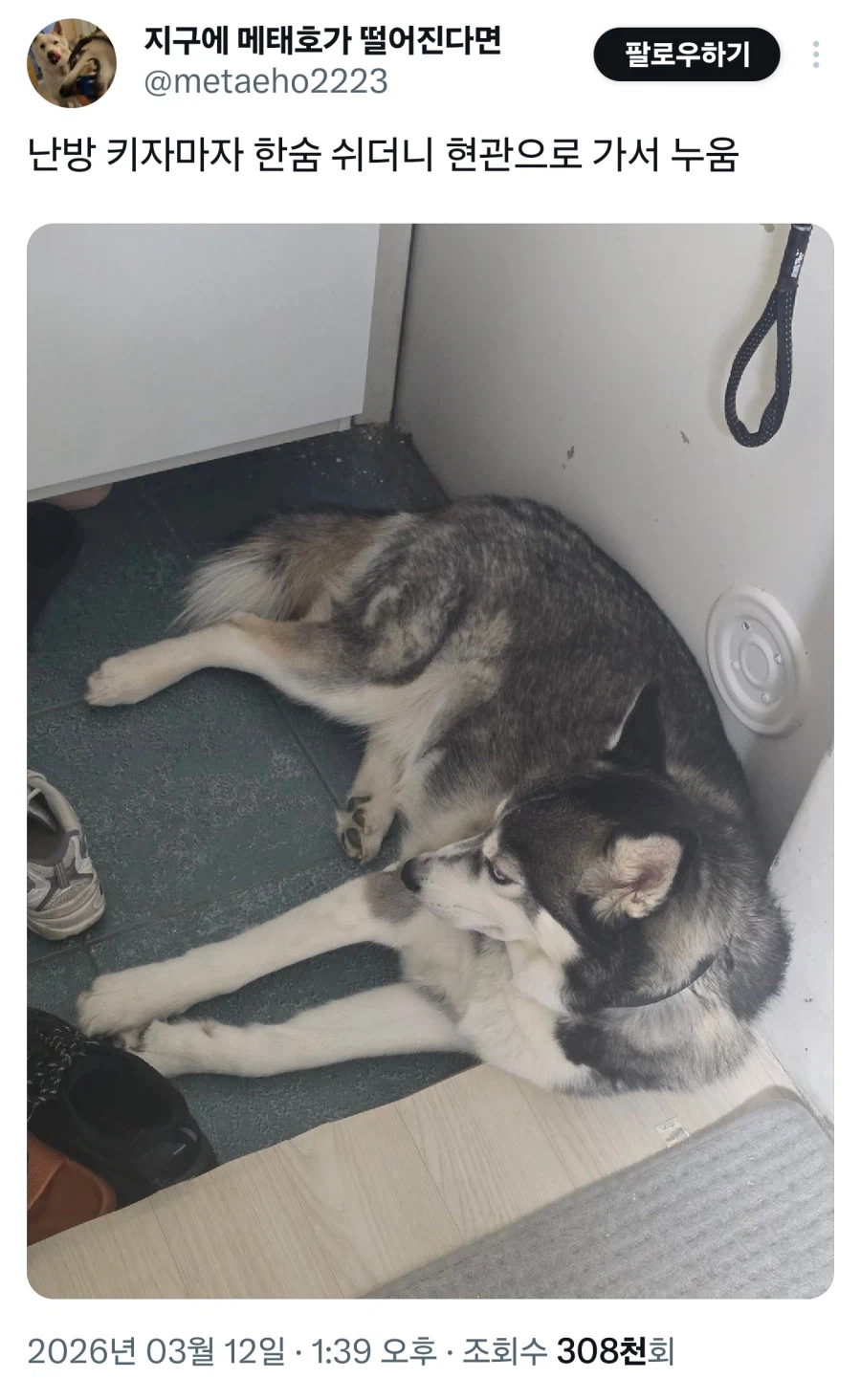 허스키 : 에휴 집사쉨....._1.webp