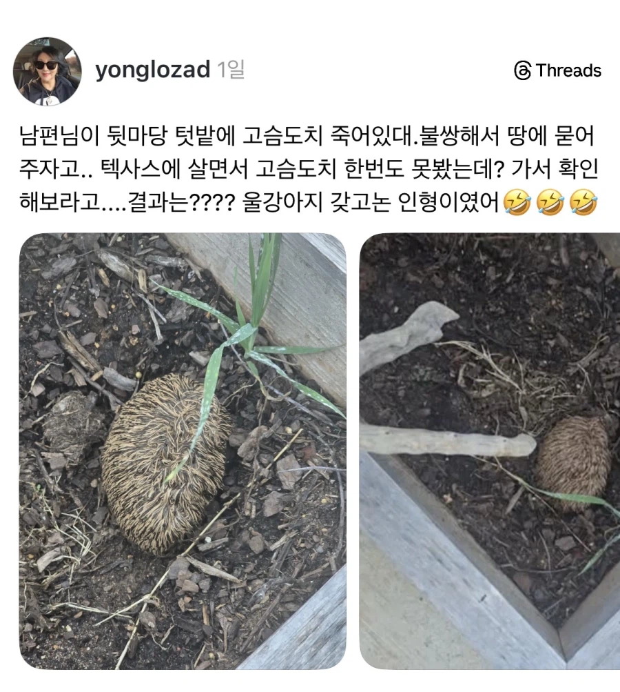 헉 고슴도치 죽어있다 묻어주자.jpg_1.webp