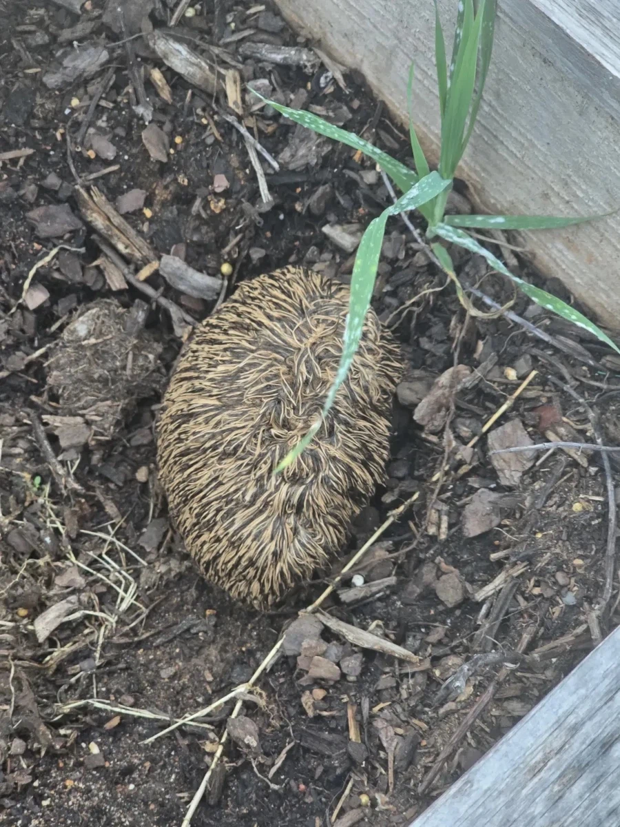 헉 고슴도치 죽어있다 묻어주자.jpg_2.webp