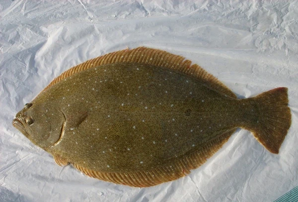 전래동화에서 나오는 물고기들 생김새 이유.ssul_2.webp