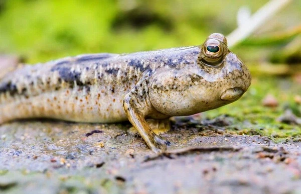 전래동화에서 나오는 물고기들 생김새 이유.ssul_3.webp