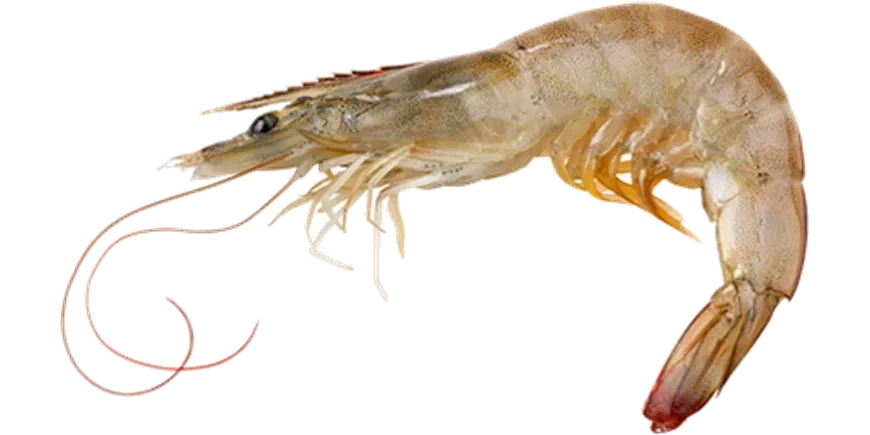 전래동화에서 나오는 물고기들 생김새 이유.ssul_4.webp