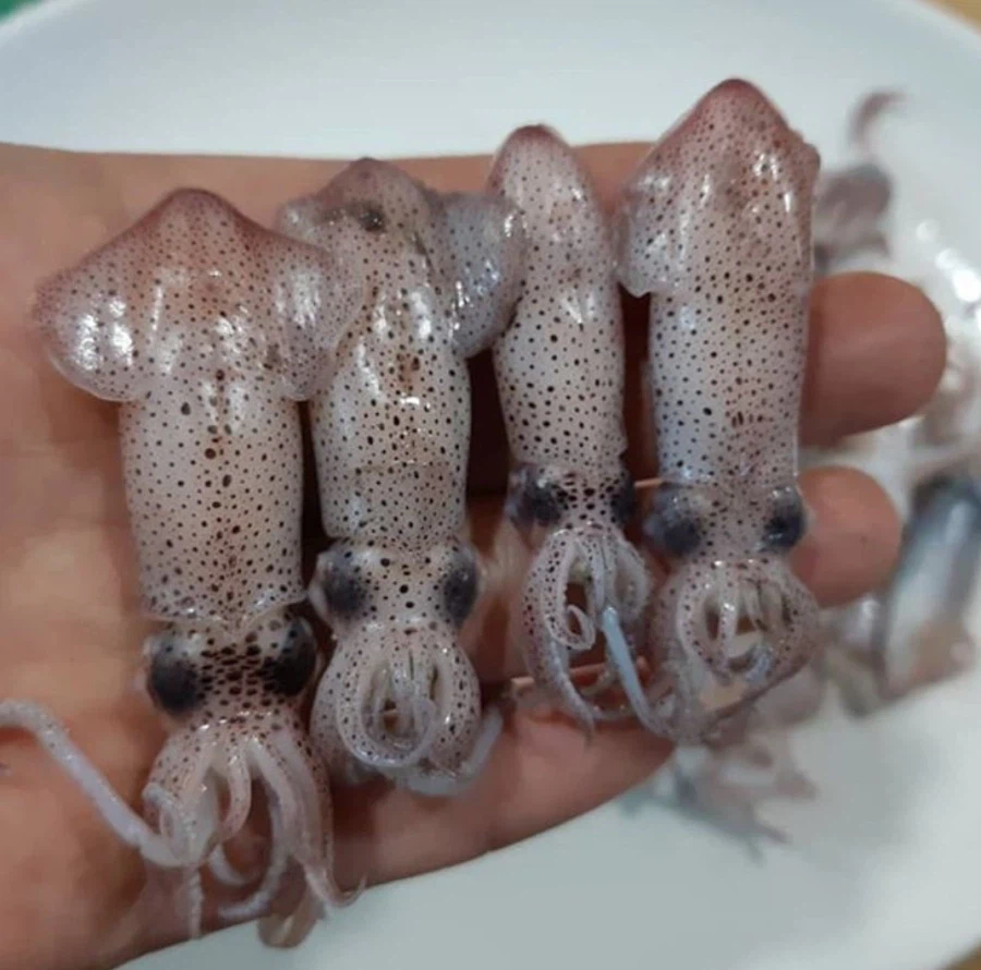 전래동화에서 나오는 물고기들 생김새 이유.ssul_5.webp