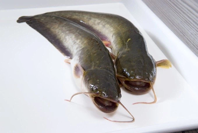 전래동화에서 나오는 물고기들 생김새 이유.ssul_6.webp