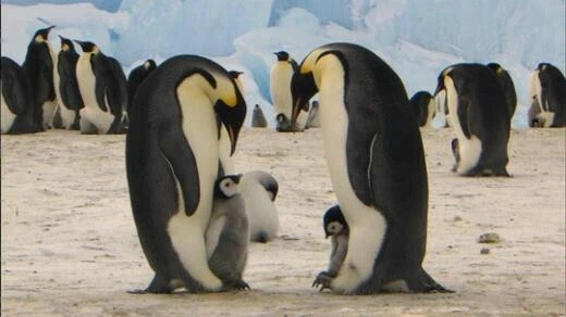 동물들의 모성애_1.webp