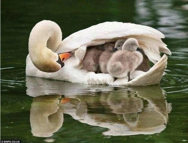 동물들의 모성애_3.webp