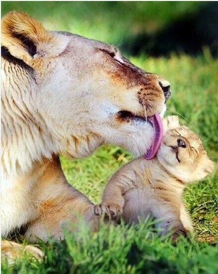 동물들의 모성애_5.webp