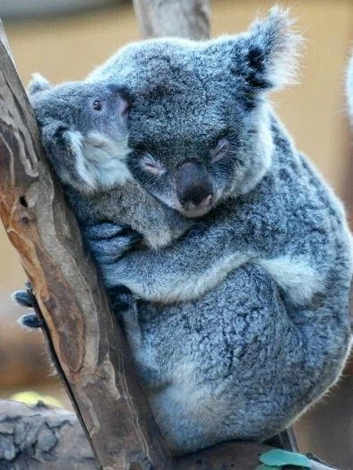 동물들의 모성애_6.webp