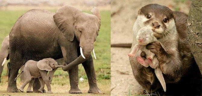 동물들의 모성애_11.webp