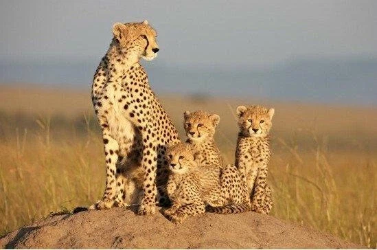 동물들의 모성애_14.webp