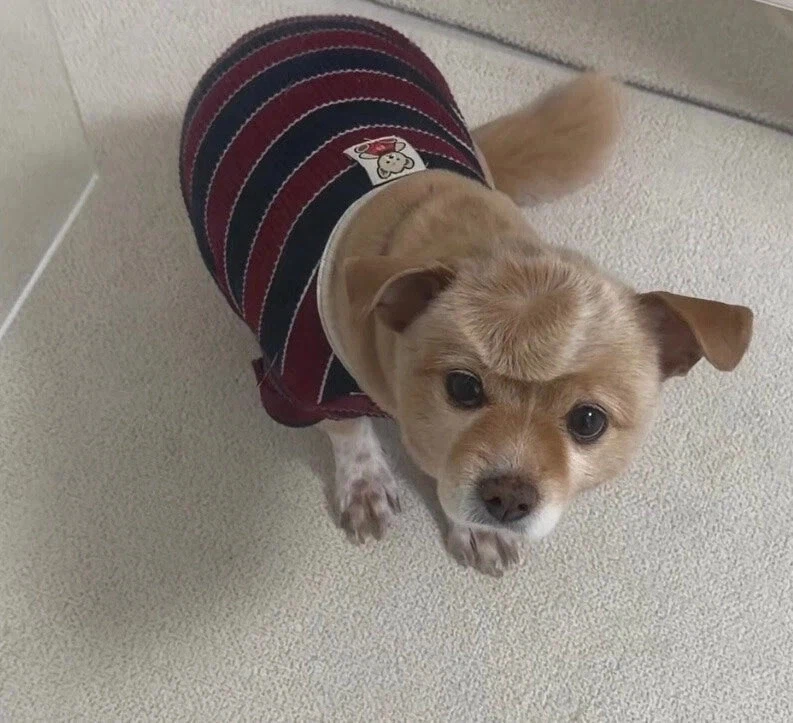 이마에 이상한 자국이 있는 개_1.webp