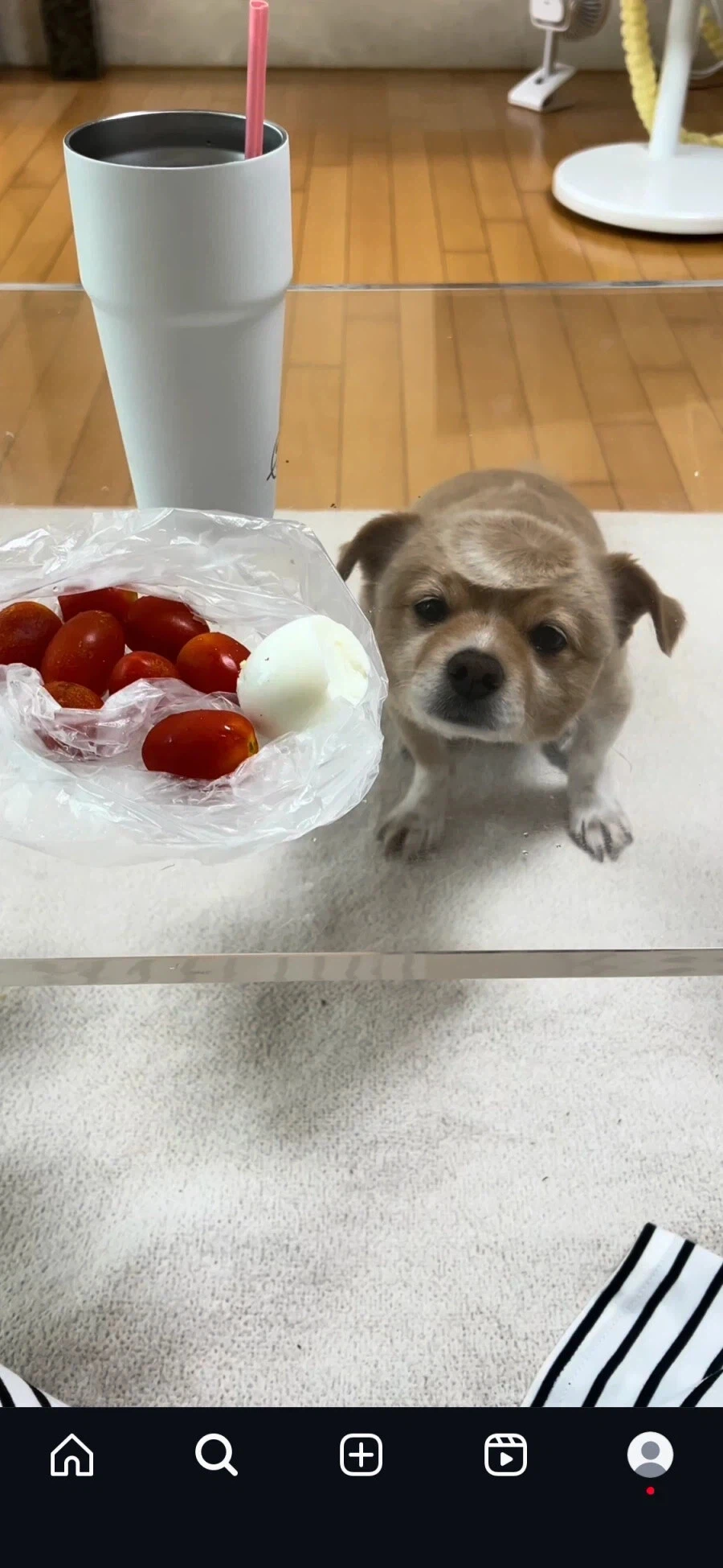 이마에 이상한 자국이 있는 개_2.webp