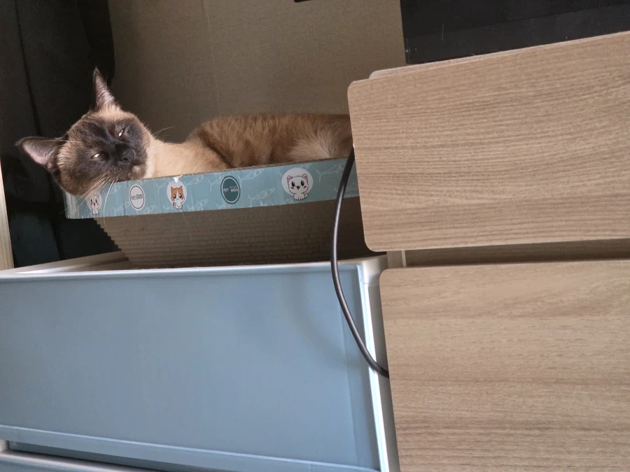 의도치않게 고양이를 무쌩기게 사진 찍어버렸다..._1.webp