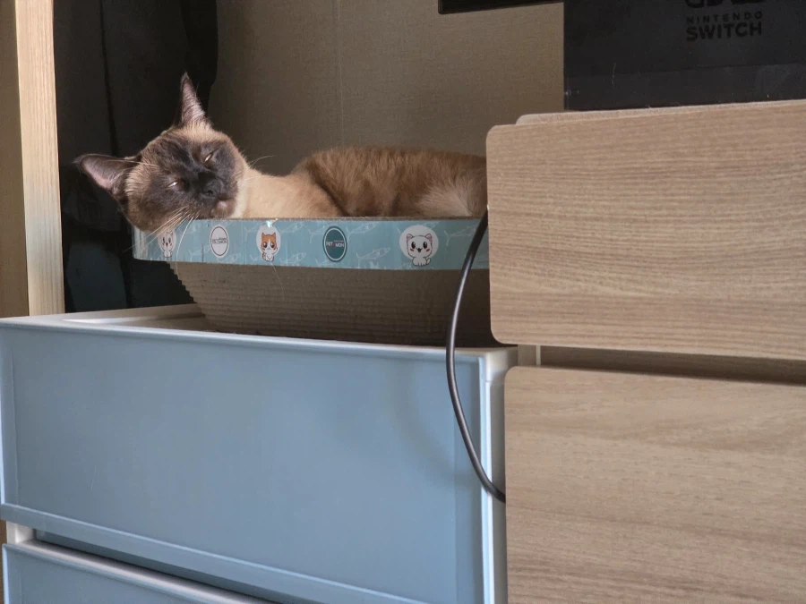 의도치않게 고양이를 무쌩기게 사진 찍어버렸다..._2.webp