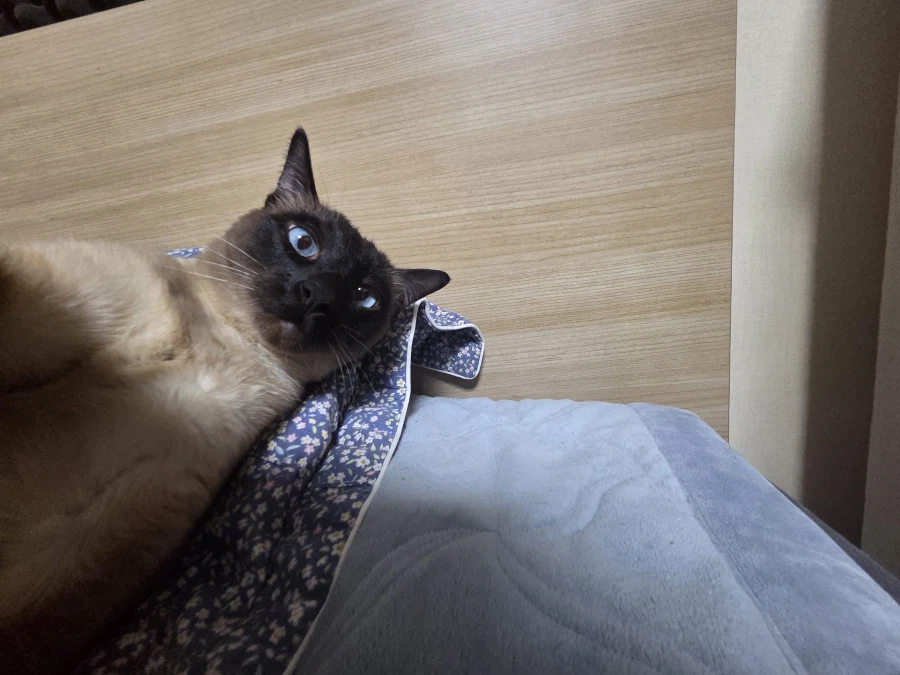 의도치않게 고양이를 무쌩기게 사진 찍어버렸다..._4.webp