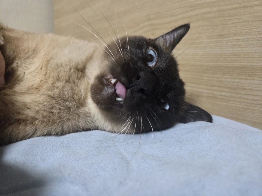 의도치않게 고양이를 무쌩기게 사진 찍어버렸다..._5.webp