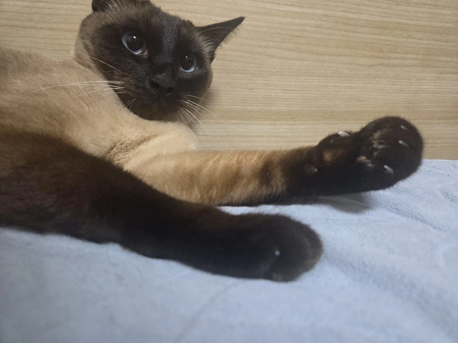 의도치않게 고양이를 무쌩기게 사진 찍어버렸다..._6.webp