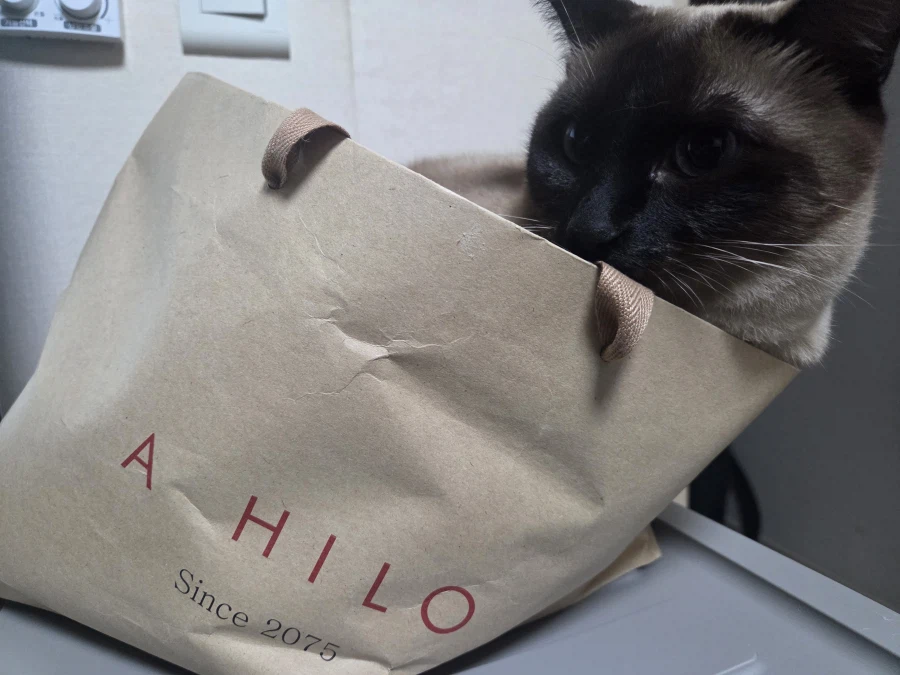 의도치않게 고양이를 무쌩기게 사진 찍어버렸다..._7.webp