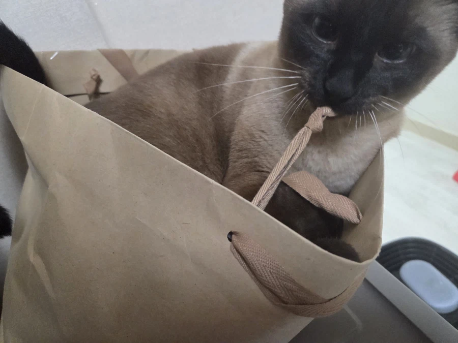 의도치않게 고양이를 무쌩기게 사진 찍어버렸다..._8.webp