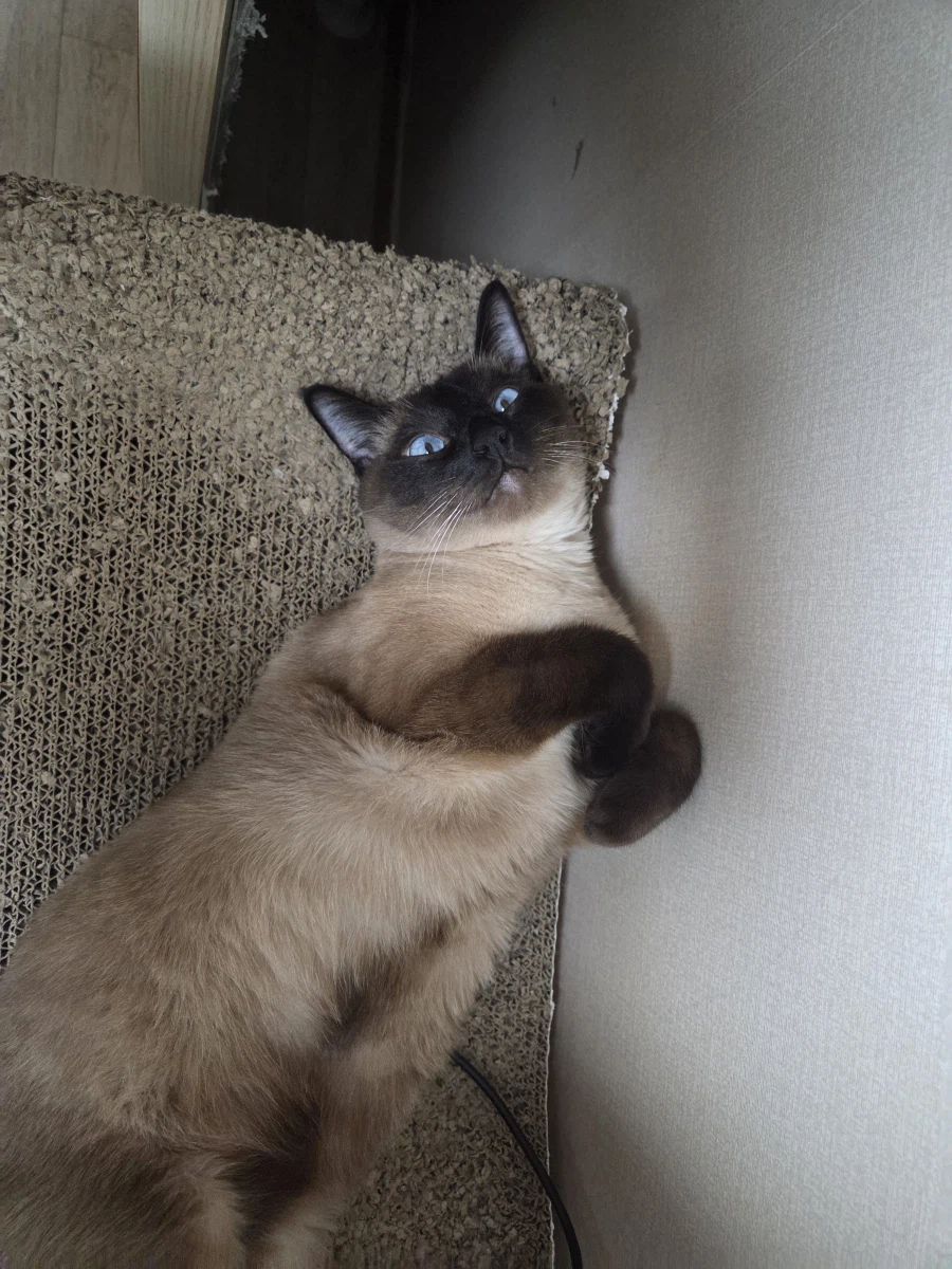 의도치않게 고양이를 무쌩기게 사진 찍어버렸다..._11.webp