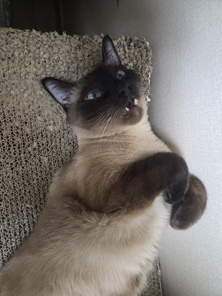 의도치않게 고양이를 무쌩기게 사진 찍어버렸다..._10.webp