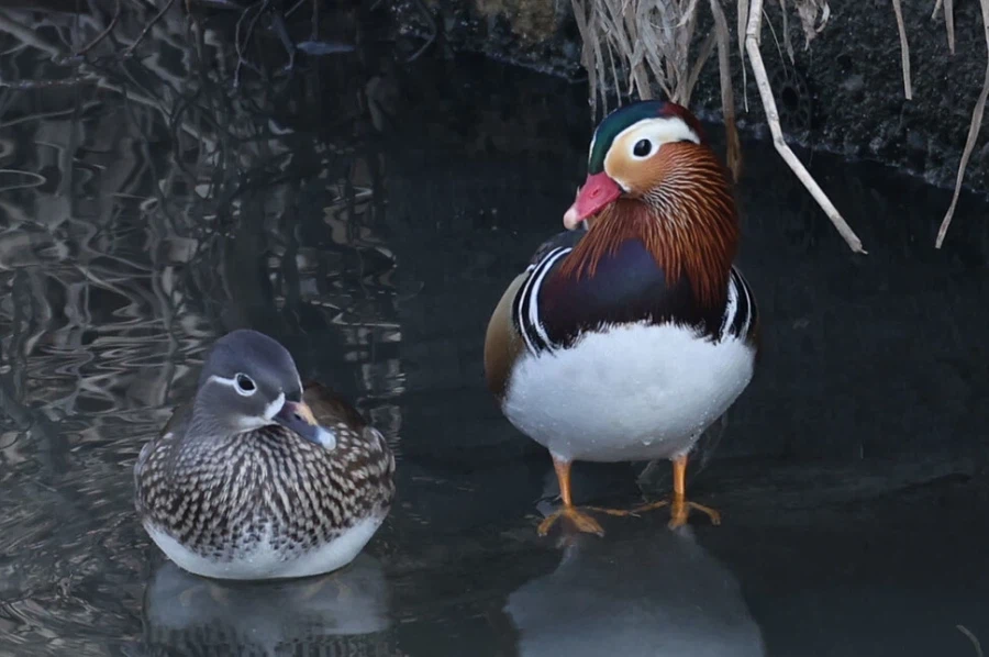 인식과 현실이 가장 동떨어진 동물 중 하나_1.webp