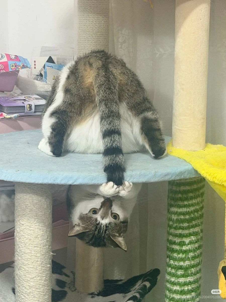 ‘우왓 내 꼬리가 여기 있잔아’_1.webp