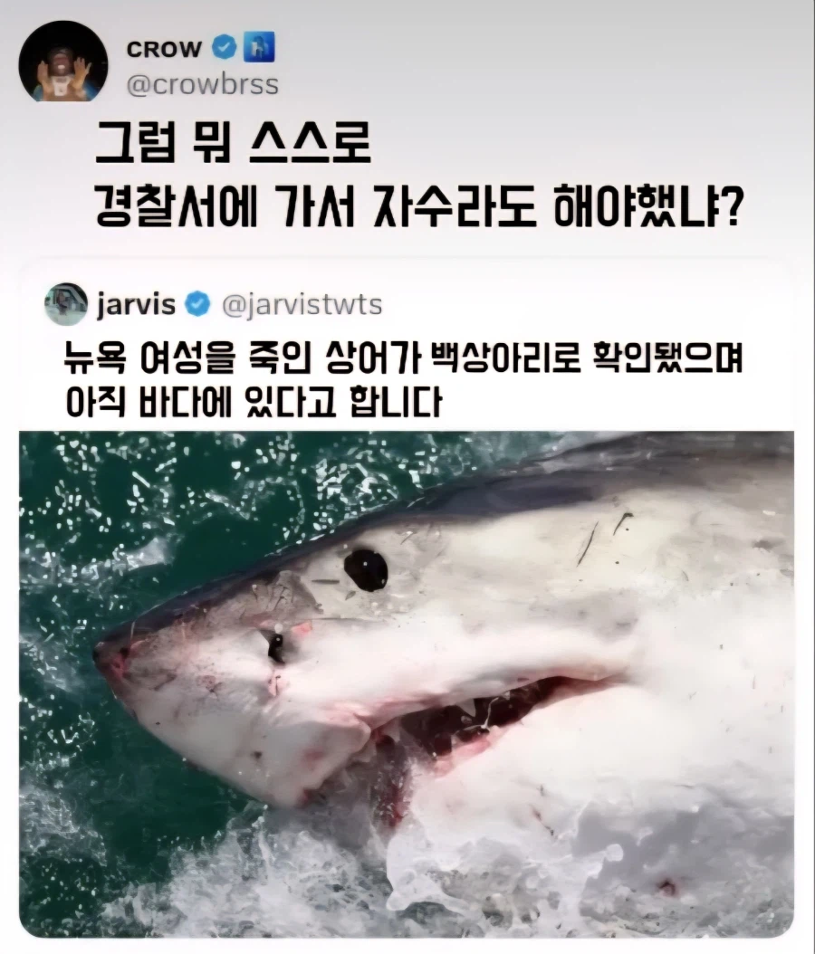 뉴욕 여성을 죽인 상어가 백상아리로 확인됐고 그 백상아리가 아직 바다에 있다고 함_1.webp