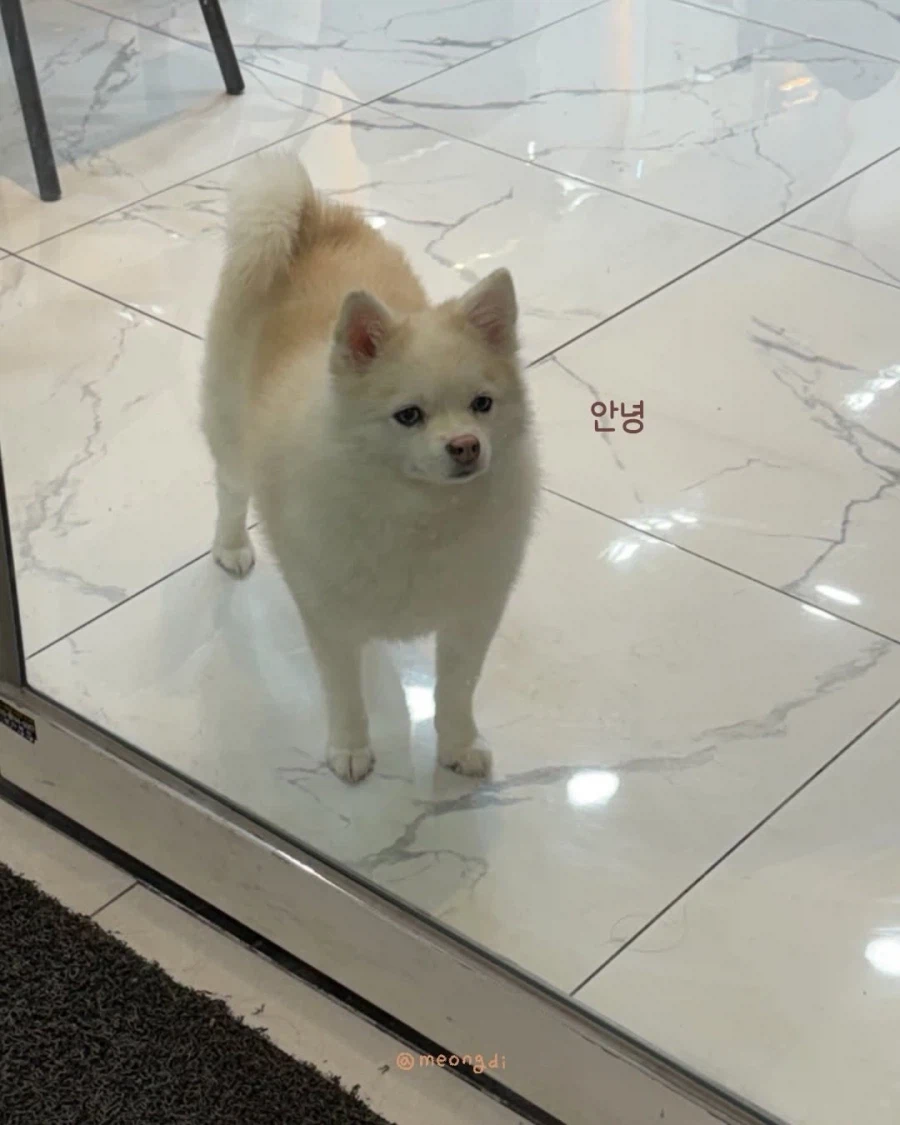 애기랑 강아지_14.webp