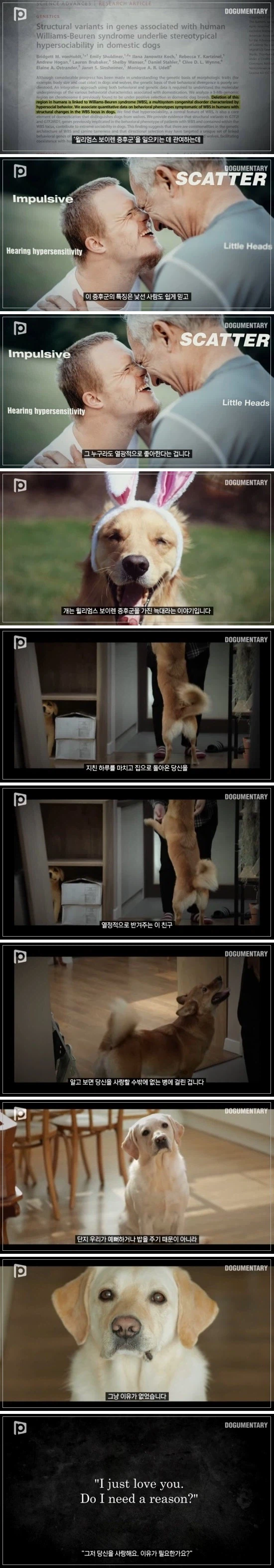 개는 정신병 걸린 늑대다._2.webp