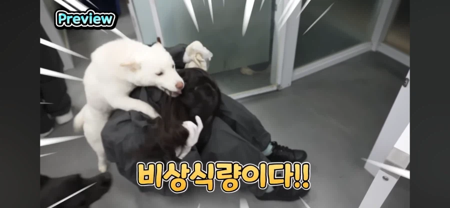 원신 페이몬 성우 특_1.webp