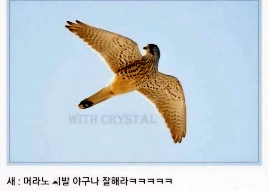 새는 날아가면서 뒤를 돌아보지 않는다....jpg_2.webp