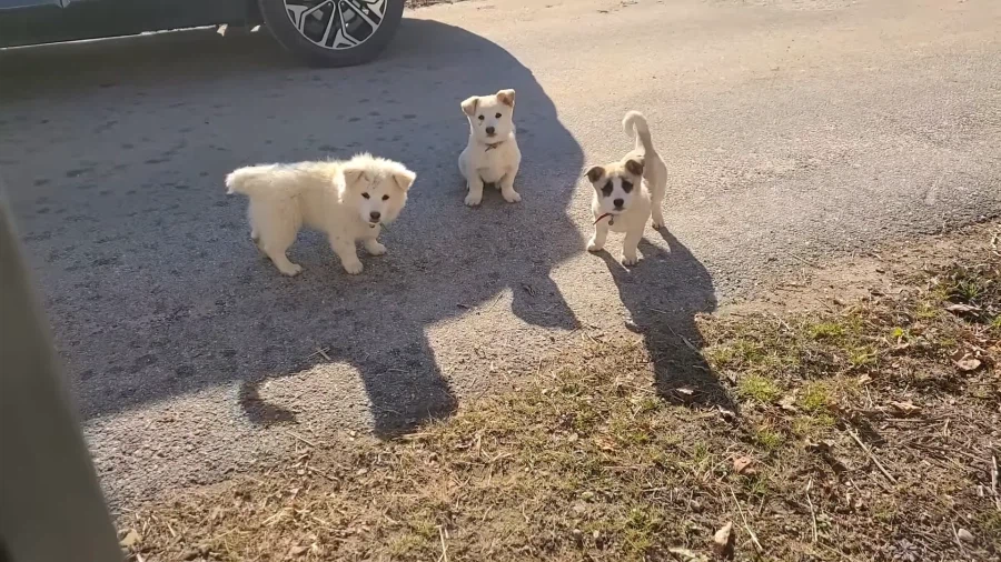 시골 1인칭 시점.jpg_1.webp