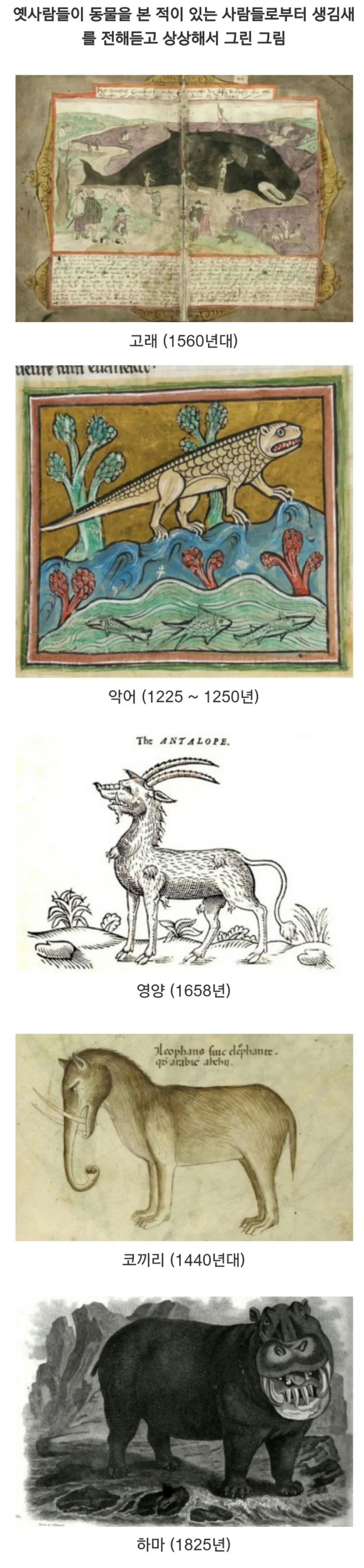 본적 없는 동물을 말만듣고 그린 그림들_1.webp