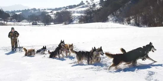 스콧이 남극탐험에 말을대려간이유_3.webp