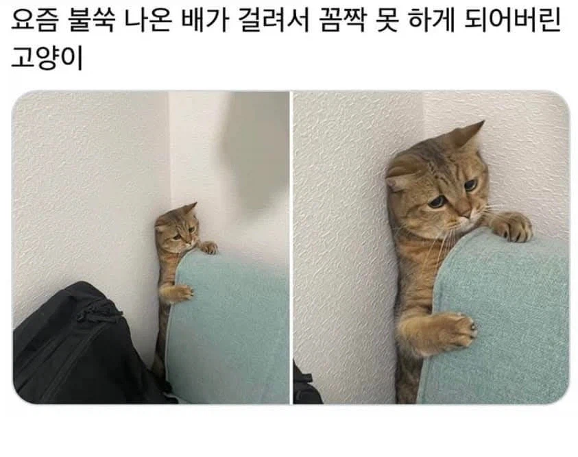 낑긴 고양이_1.webp