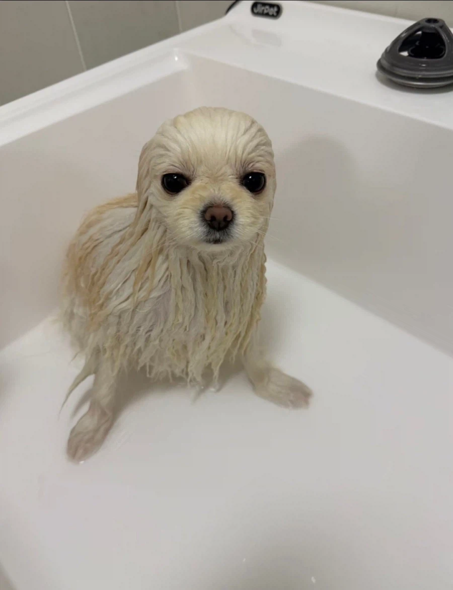 야생의 물개가 욕조에 나타났다!_1.webp