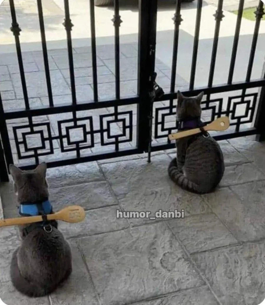 고양이를 탈출하지 못하게 하는 방법_1.webp