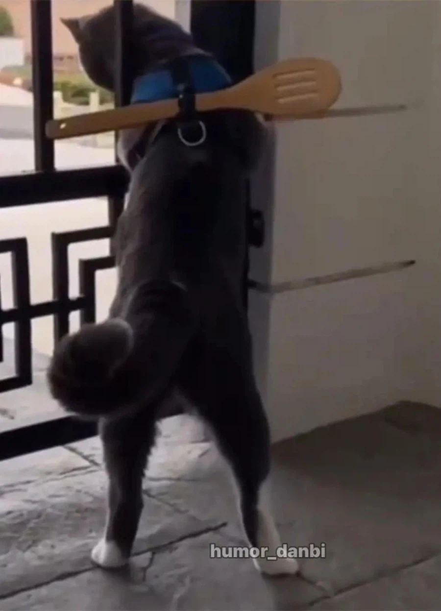 고양이를 탈출하지 못하게 하는 방법_2.webp