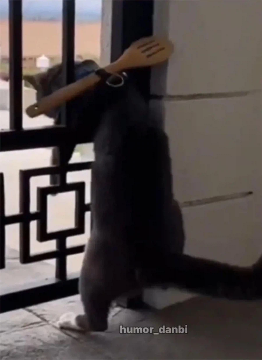 고양이를 탈출하지 못하게 하는 방법_3.webp