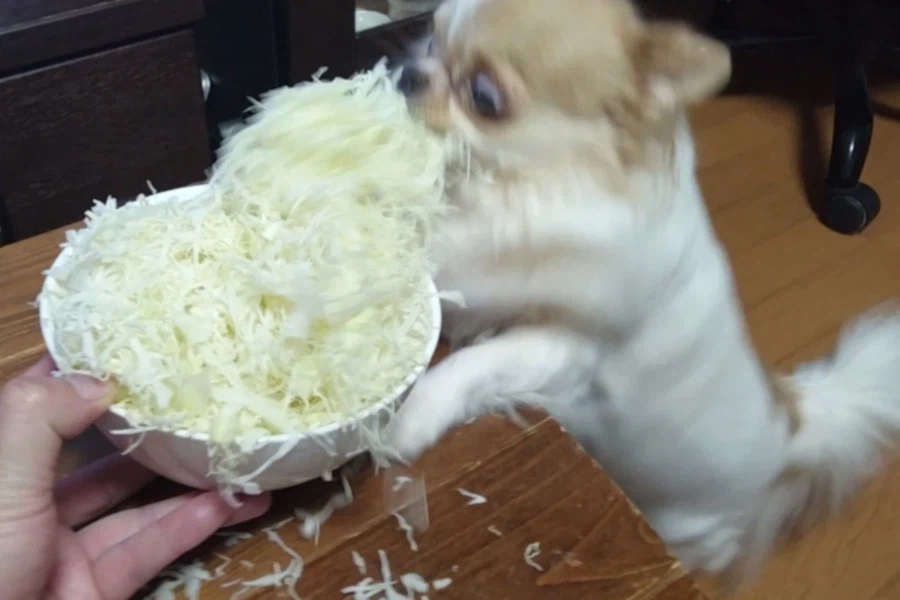 음식을 너무 맛있게 먹는 강아지.jpg_1.webp