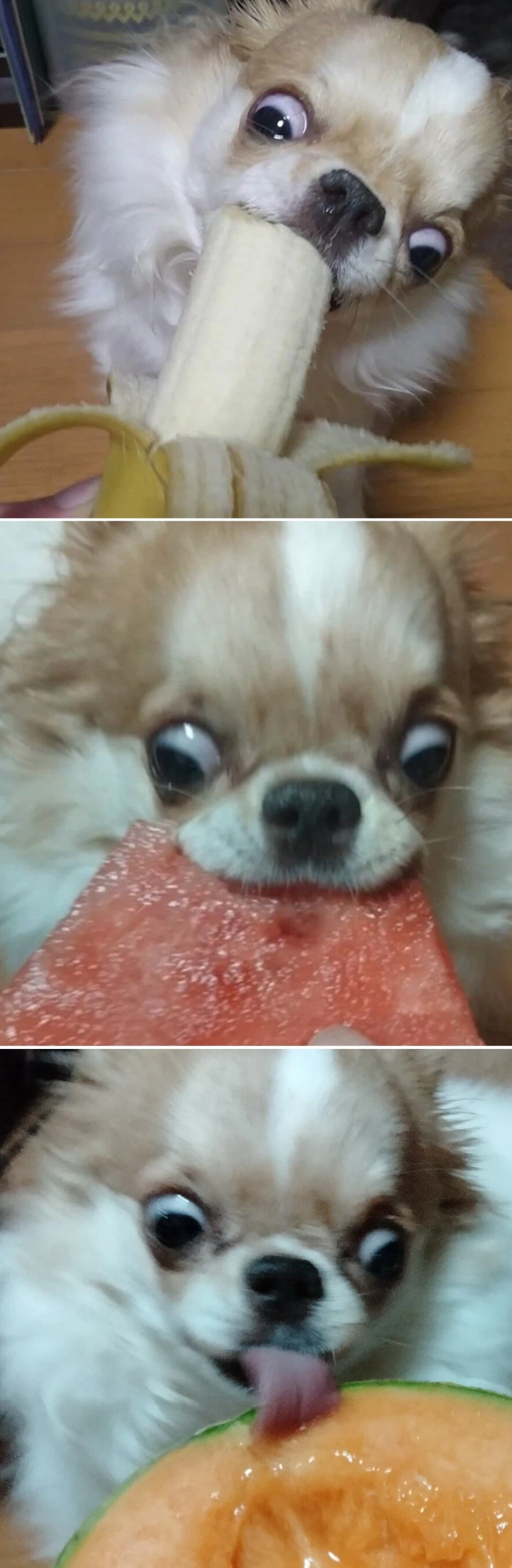 음식을 너무 맛있게 먹는 강아지.jpg_3.webp